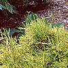 Chamaecyparis pisifera 'Mops', habit