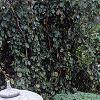 Juniperus chinensis var. procumbens 'Nana', habit