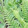 Dryopteris filix-mas, habit