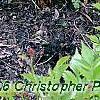 Dryopteris filix-mas, habit