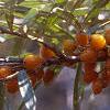 Elaeagnus rhamnoides, fruit