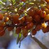 Elaeagnus rhamnoides, fruit