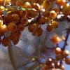 Elaeagnus rhamnoides, fruit