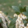 Pieris japonica, flowers