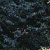 Rhododendron calendulaceum, habit