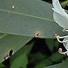 Rhododendron maximum