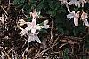 Rhododendron 'White Lights', habit