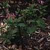 Rhododendron 'White Lights', habit