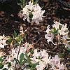 Rhododendron 'White Lights', habit