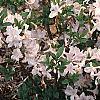 Rhododendron 'White Lights', habit