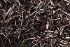 Rhododendron 'White Lights', habit