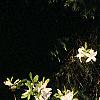 Rhododendron 'White Lights', habit