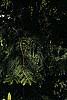 Rhododendron 'White Lights', habit