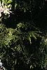Rhododendron 'White Lights', habit