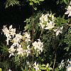 Rhododendron 'White Lights', habit