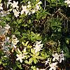 Rhododendron 'White Lights', habit