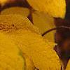 Rhododendron 'White Lights'