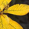 Rhododendron 'White Lights'