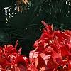 Acalypha wilkesiana 'Beyond Paradise', habit