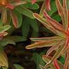 Euphorbia polychroma 'Bonfire', leaves
