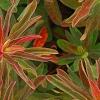 Euphorbia polychroma 'Bonfire', leaves