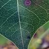 Triadica sebifera, leaves