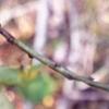 Triadica sebifera, leaves