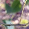 Triadica sebifera, leaves