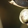 Triadica sebifera, fruit