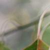 Triadica sebifera, fruit