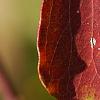 Triadica sebifera, fall color