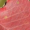 Triadica sebifera, fall color