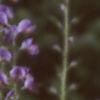 Baptisia australis, habit