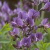 Baptisia australis, habit