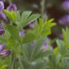 Baptisia australis, habit