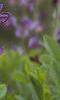 Baptisia australis, habit