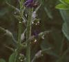 Baptisia australis, habit