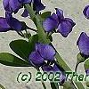 Baptisia australis