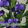 Baptisia australis
