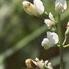 Baptisia leucantha, flowers