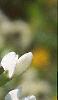 Baptisia leucantha, flowers