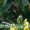 Baptisia sphaerocarpa