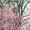 Cercis canadensis, habit