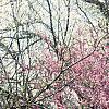 Cercis canadensis, habit