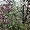 Cercis canadensis, habit
