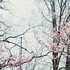 Cercis canadensis, habit