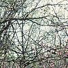Cercis canadensis, habit