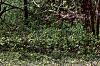 Cercis canadensis, habit