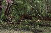 Cercis canadensis, habit