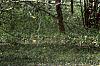 Cercis canadensis, habit